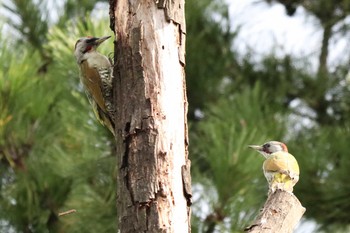 2020年10月7日(水) 三ツ池公園(横浜市鶴見区)の野鳥観察記録