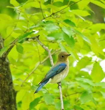 2020年10月7日(水) 大阪城公園の野鳥観察記録