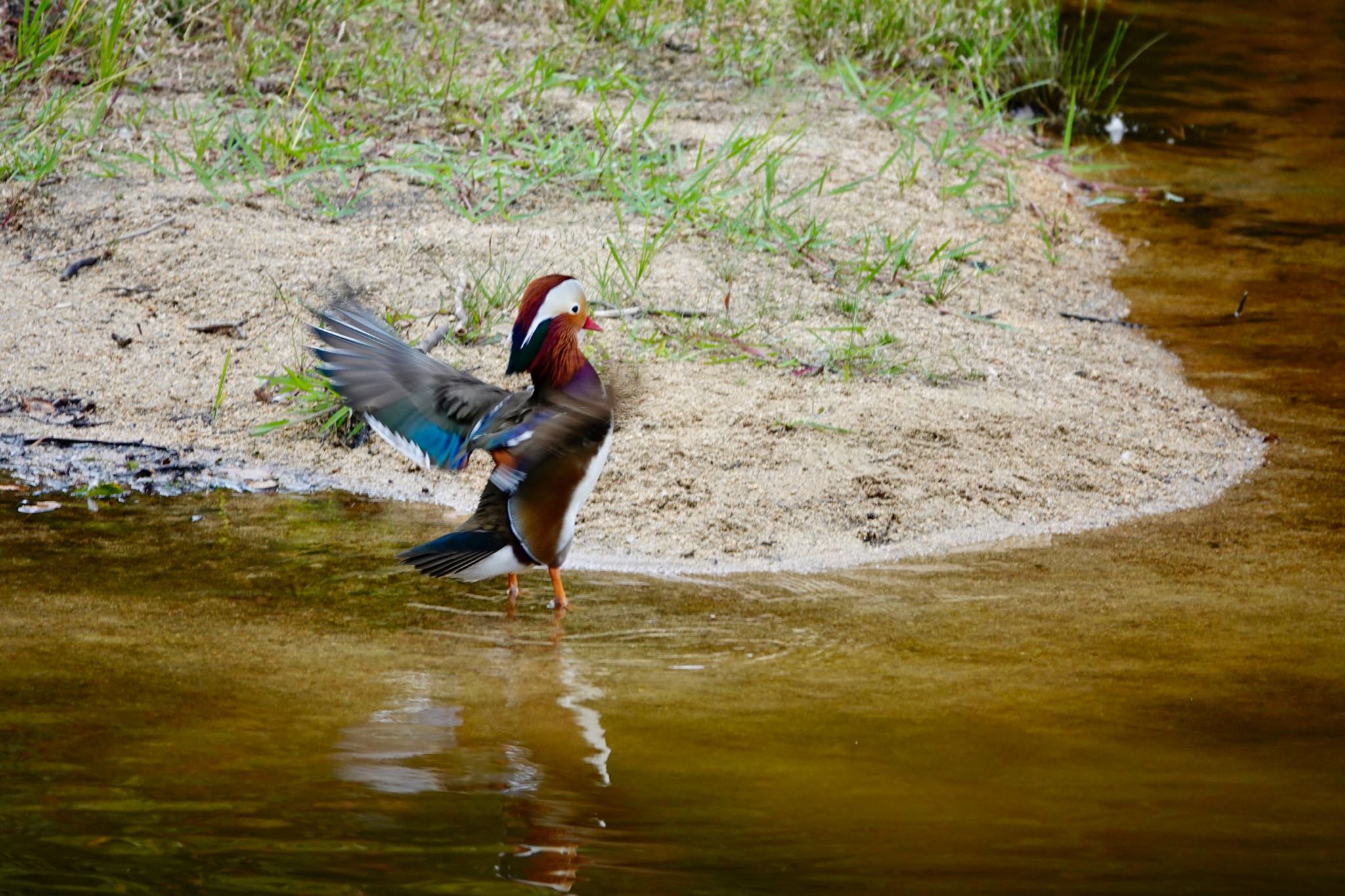 甲山森林公園 オシドリの写真 by speedgame