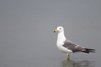 Black-tailed Gull 多摩川河口 Sun, 7/17/2016