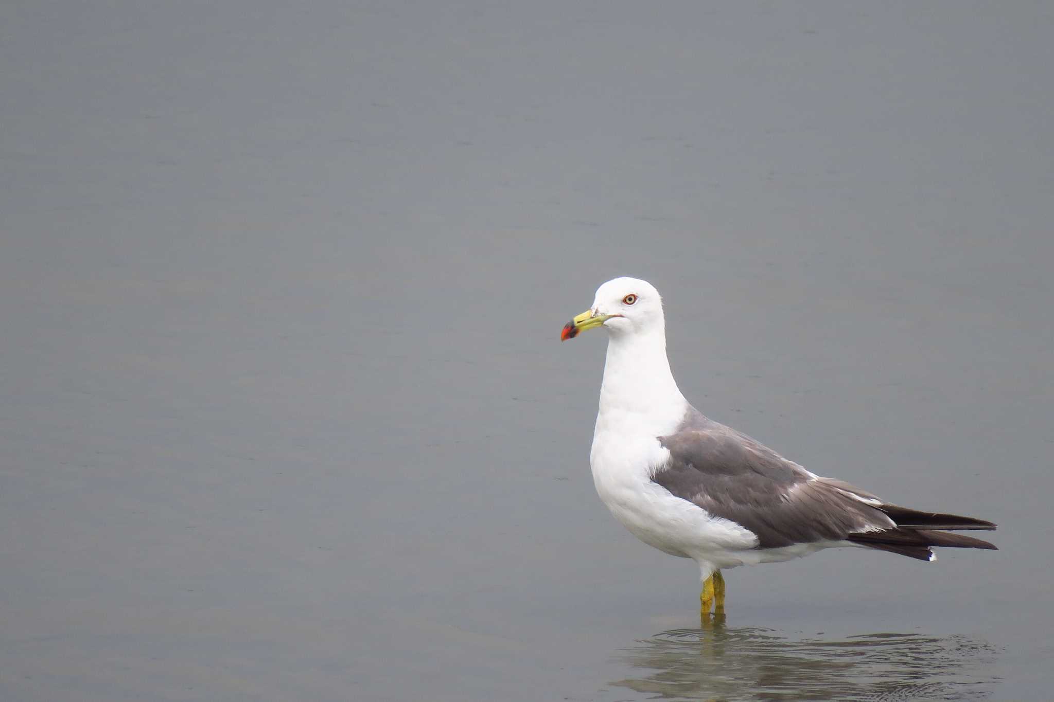 Photo of Black-tailed Gull at 多摩川河口 by shin