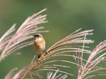 Amur Stonechat Unknown Spots Tue, 10/6/2020