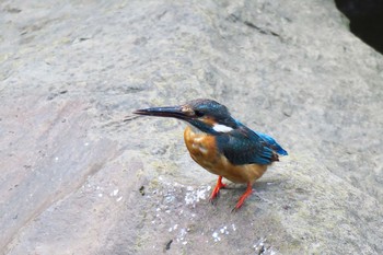 Common Kingfisher いたち川 Sun, 7/17/2016