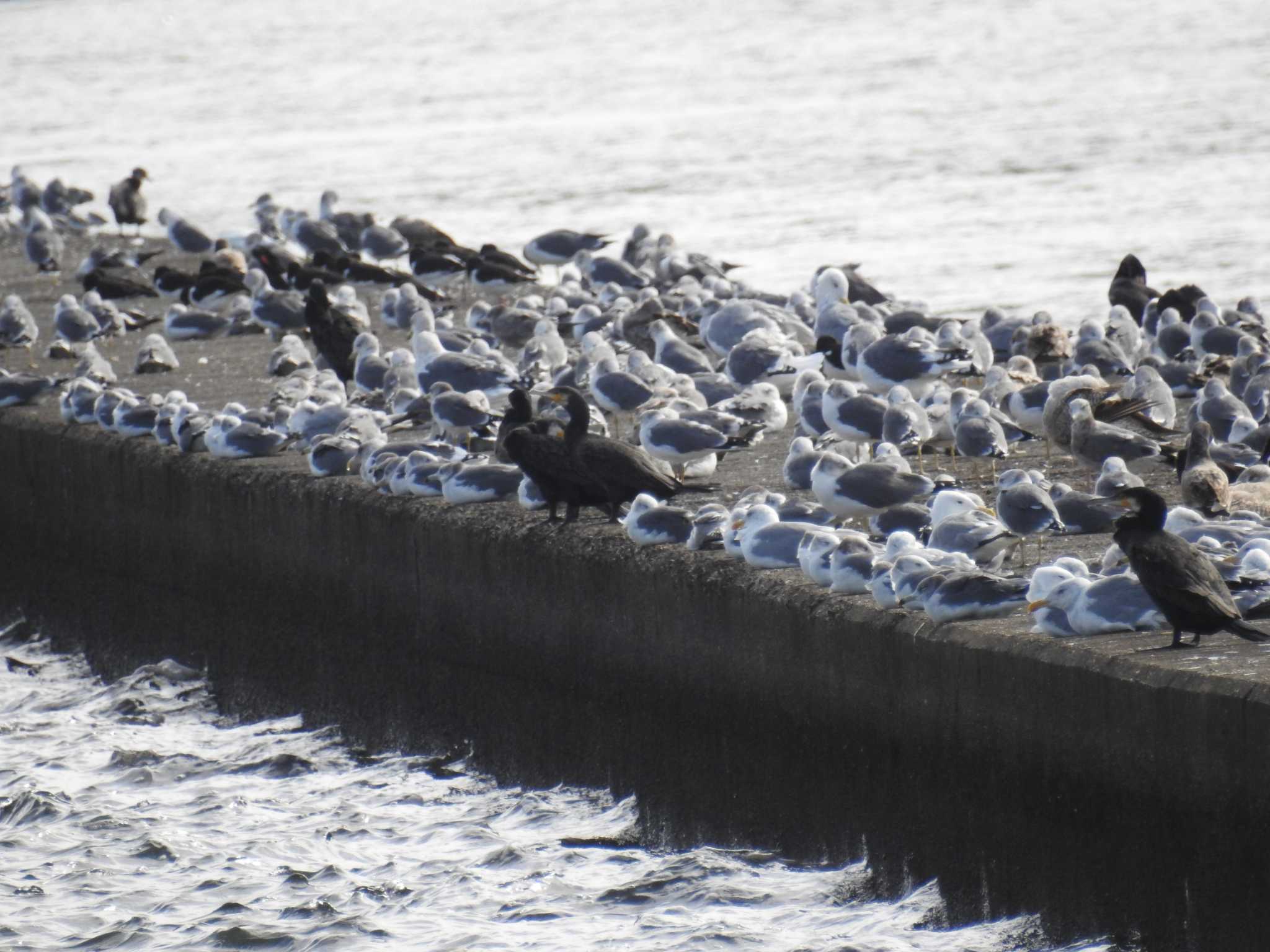 ふなばし三番瀬海浜公園 ウミネコの写真 by Kozakuraband