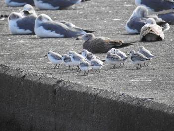 2020年10月7日(水) ふなばし三番瀬海浜公園の野鳥観察記録