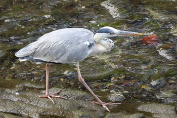 Grey Heron いたち川 Sun, 7/17/2016