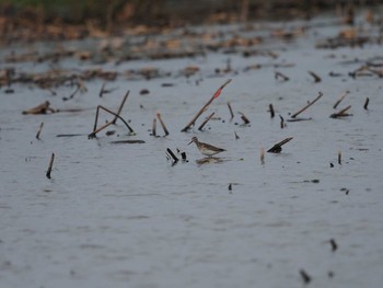 タカブシギ 稲敷 2020年10月7日(水)