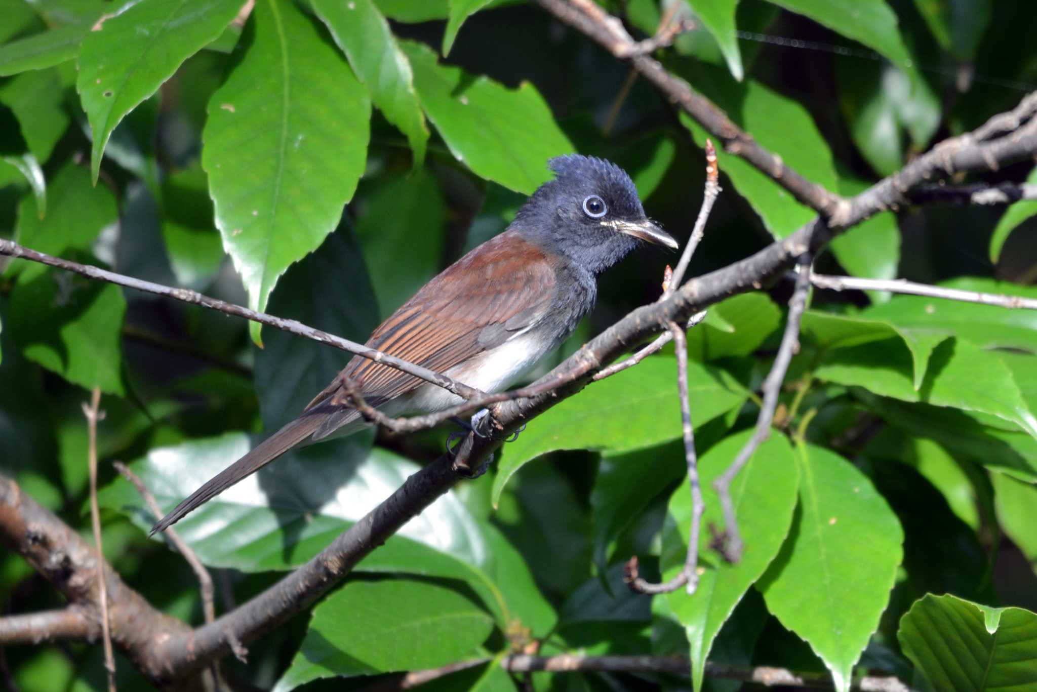 Black Paradise Flycatcher