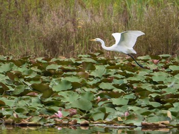 チュウサギ 見沼自然公園 2020年10月3日(土)