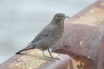 Blue Rock Thrush 堺浜 Wed, 10/7/2020