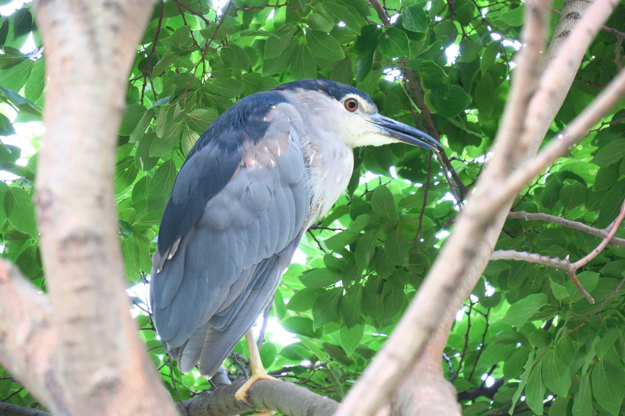 Photo of Black-crowned Night Heron at いたち川 by shin