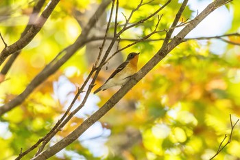 ムギマキ 場所が不明 2015年10月13日(火)