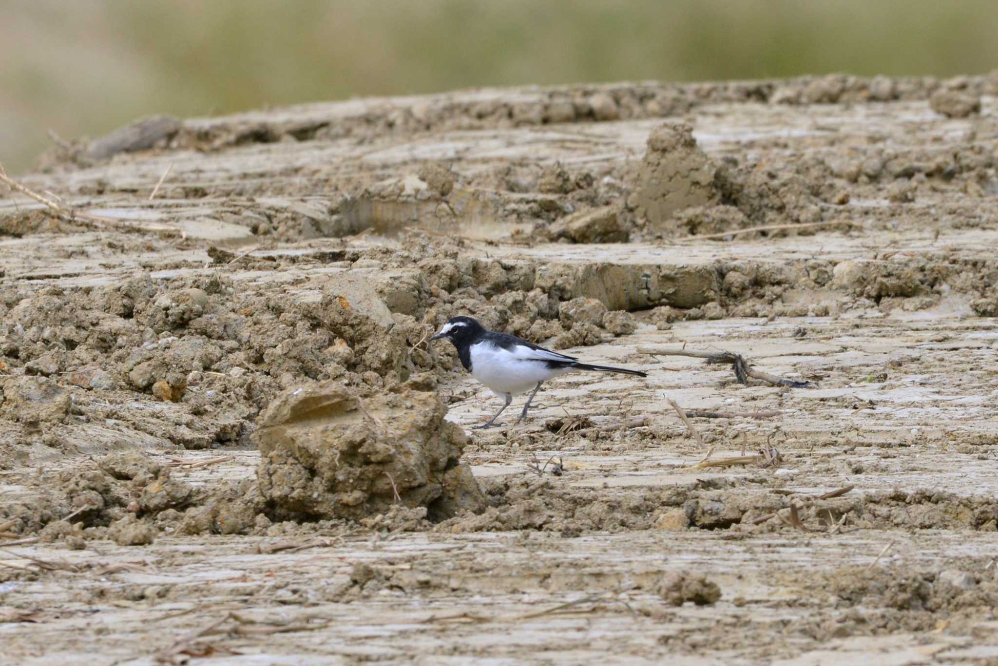 Japanese Wagtail