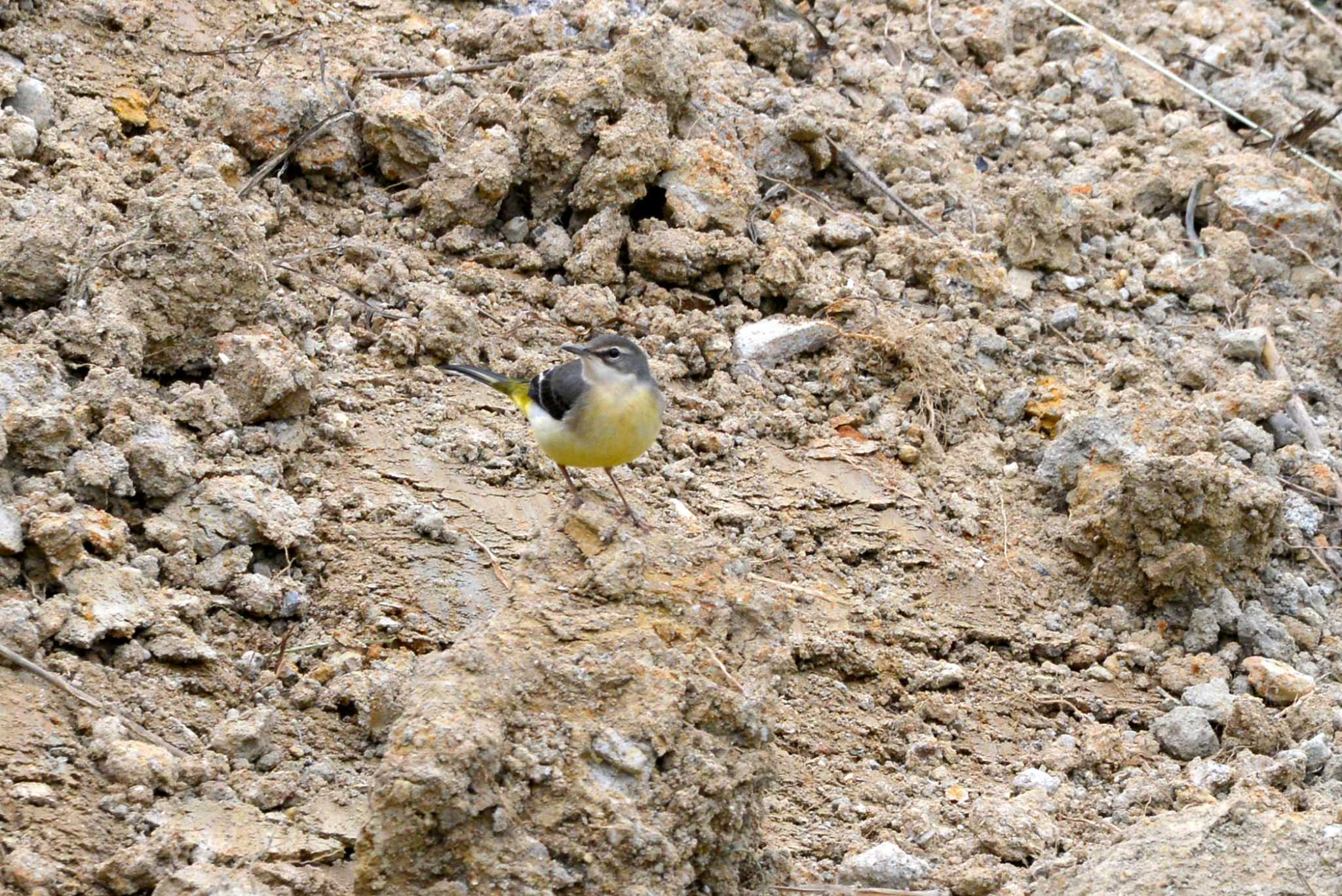 Grey Wagtail