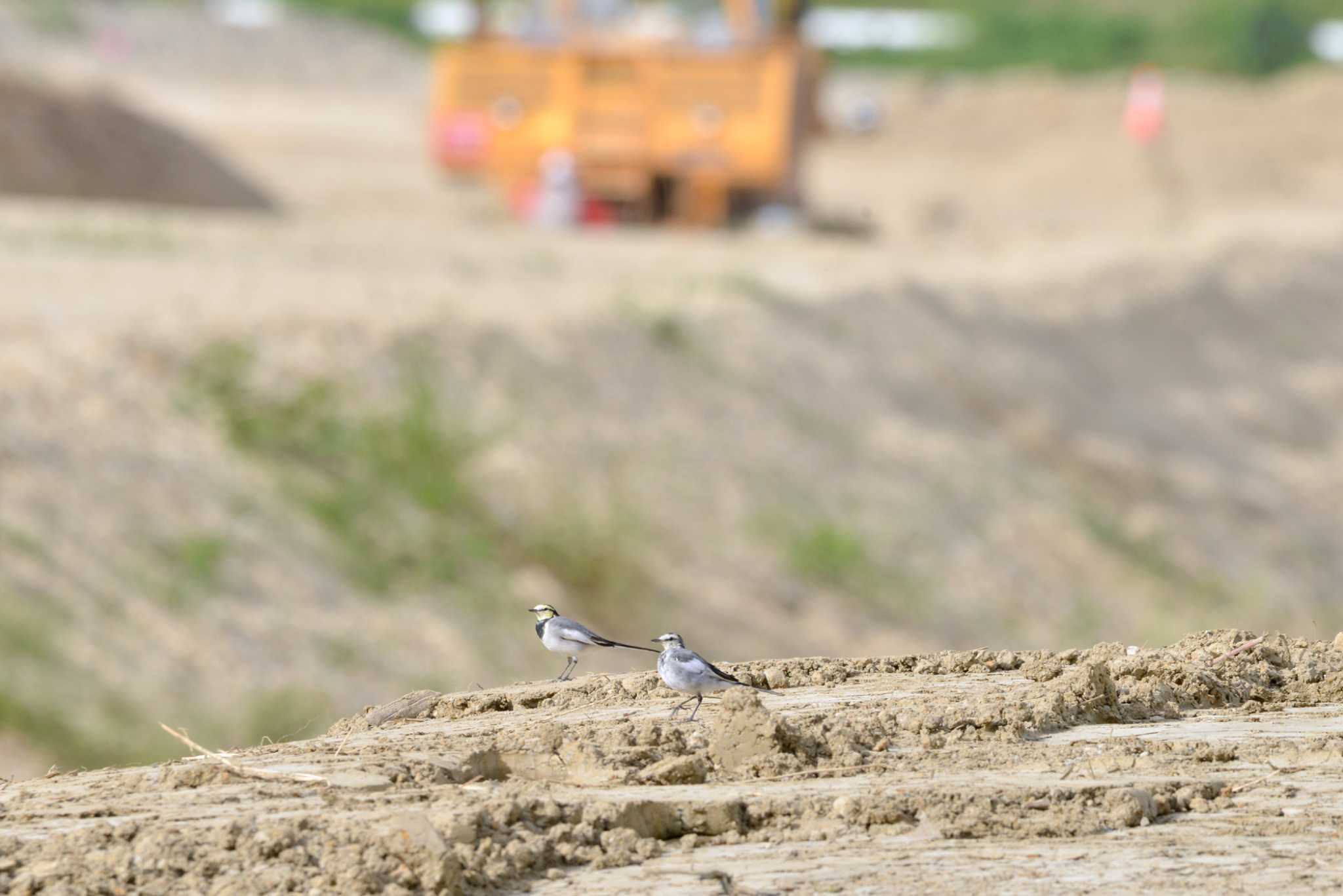 White Wagtail