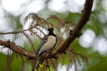 Japanese Tit 長野県（南信） Wed, 10/7/2020