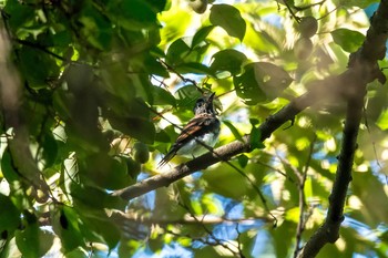 サンコウチョウ 神奈川 林道 2016年7月17日(日)