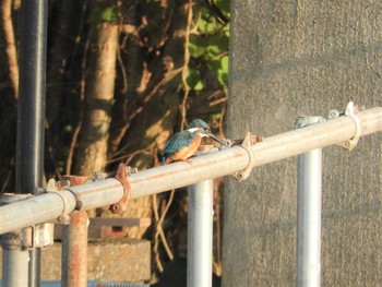 カワセミ 大沼親水公園 2020年10月3日(土)