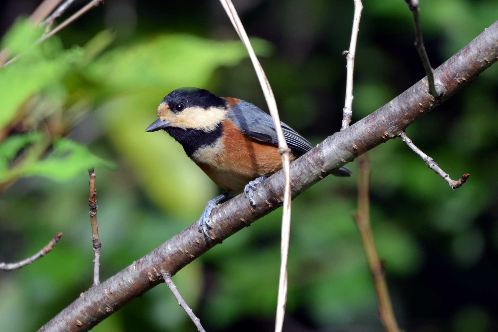 Photo of Varied Tit at 加木屋緑地 by ポッちゃんのパパ