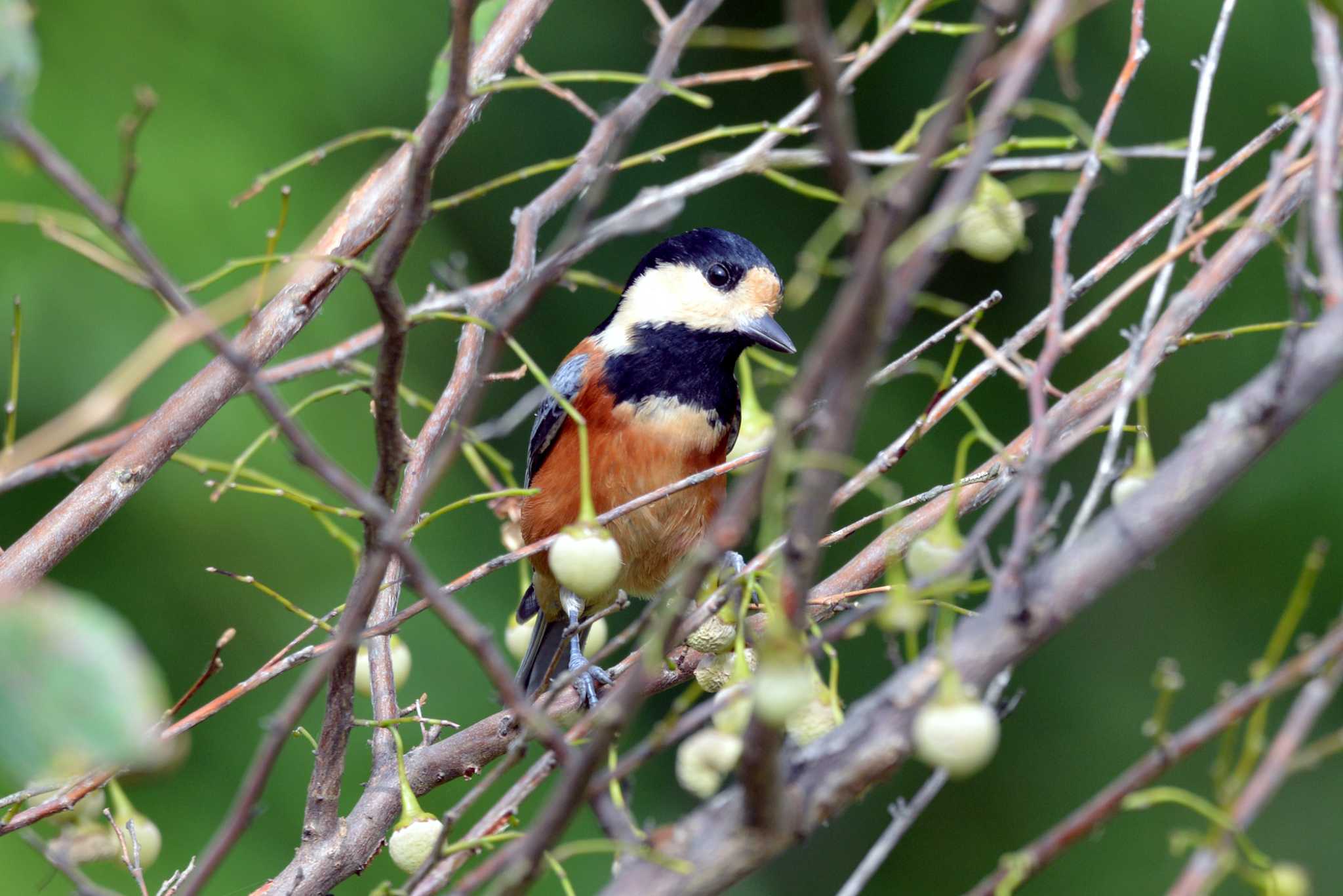 Varied Tit