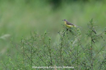 Eastern Yellow Wagtail(simillima) Ishigaki Island Tue, 10/6/2020