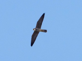 2020年10月2日(金) 伊良湖ビューホテルの野鳥観察記録