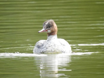 Thu, 10/8/2020 Birding report at 緑ヶ丘公園(帯広市)