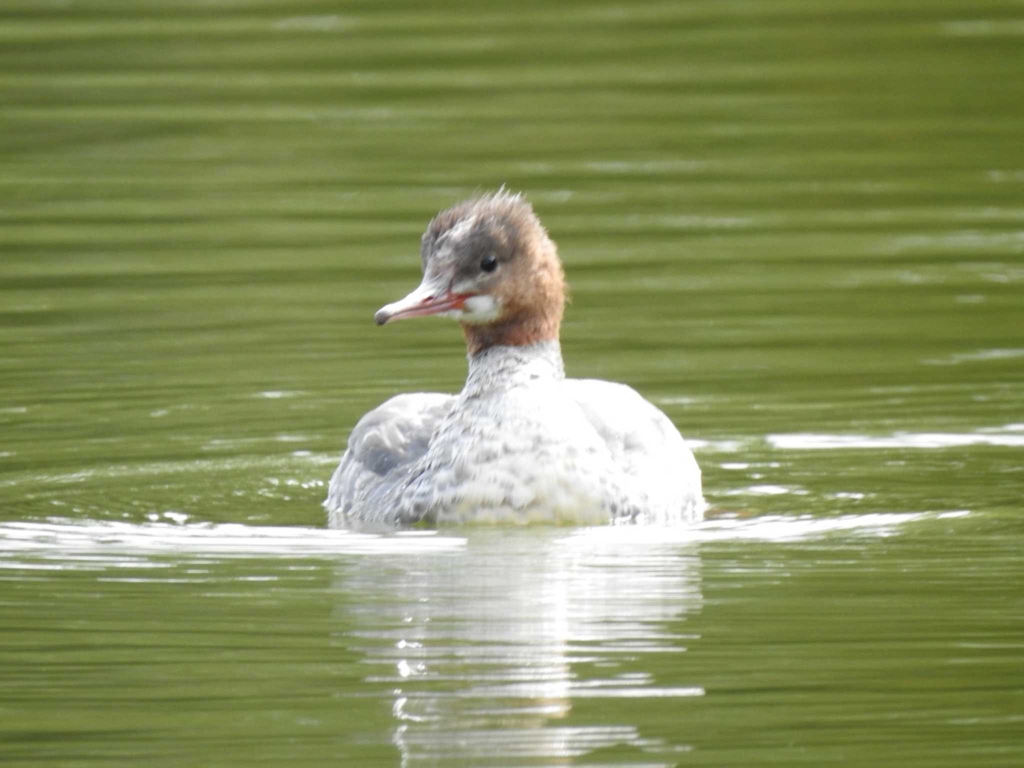 Photo of Common Merganser at 緑ヶ丘公園(帯広市) by ノビタキ王国の住民 