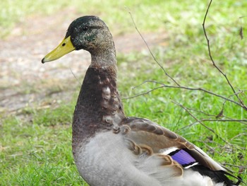 Mallard 緑ヶ丘公園(帯広市) Thu, 10/8/2020