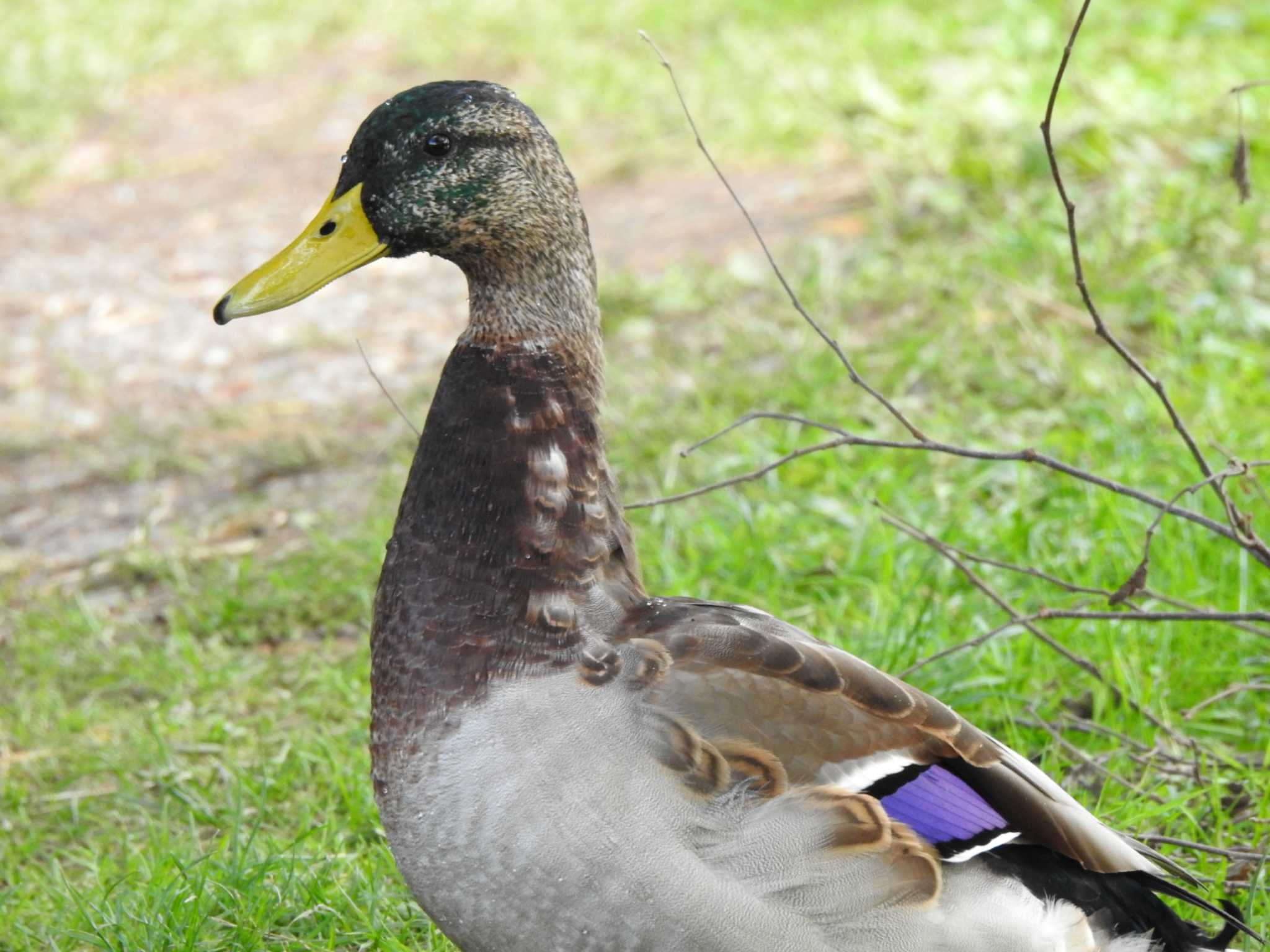 緑ヶ丘公園(帯広市) マガモの写真 by ノビタキ王国の住民 