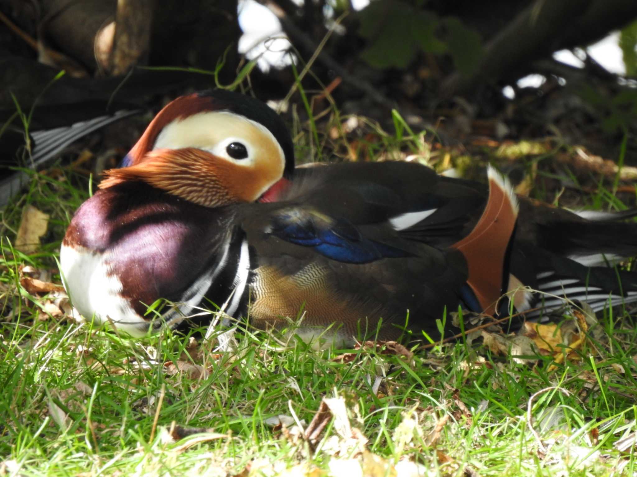 Photo of Mandarin Duck at 緑ヶ丘公園(帯広市) by ノビタキ王国の住民 