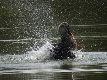 Eastern Spot-billed Duck 緑ヶ丘公園(帯広市) Thu, 10/8/2020