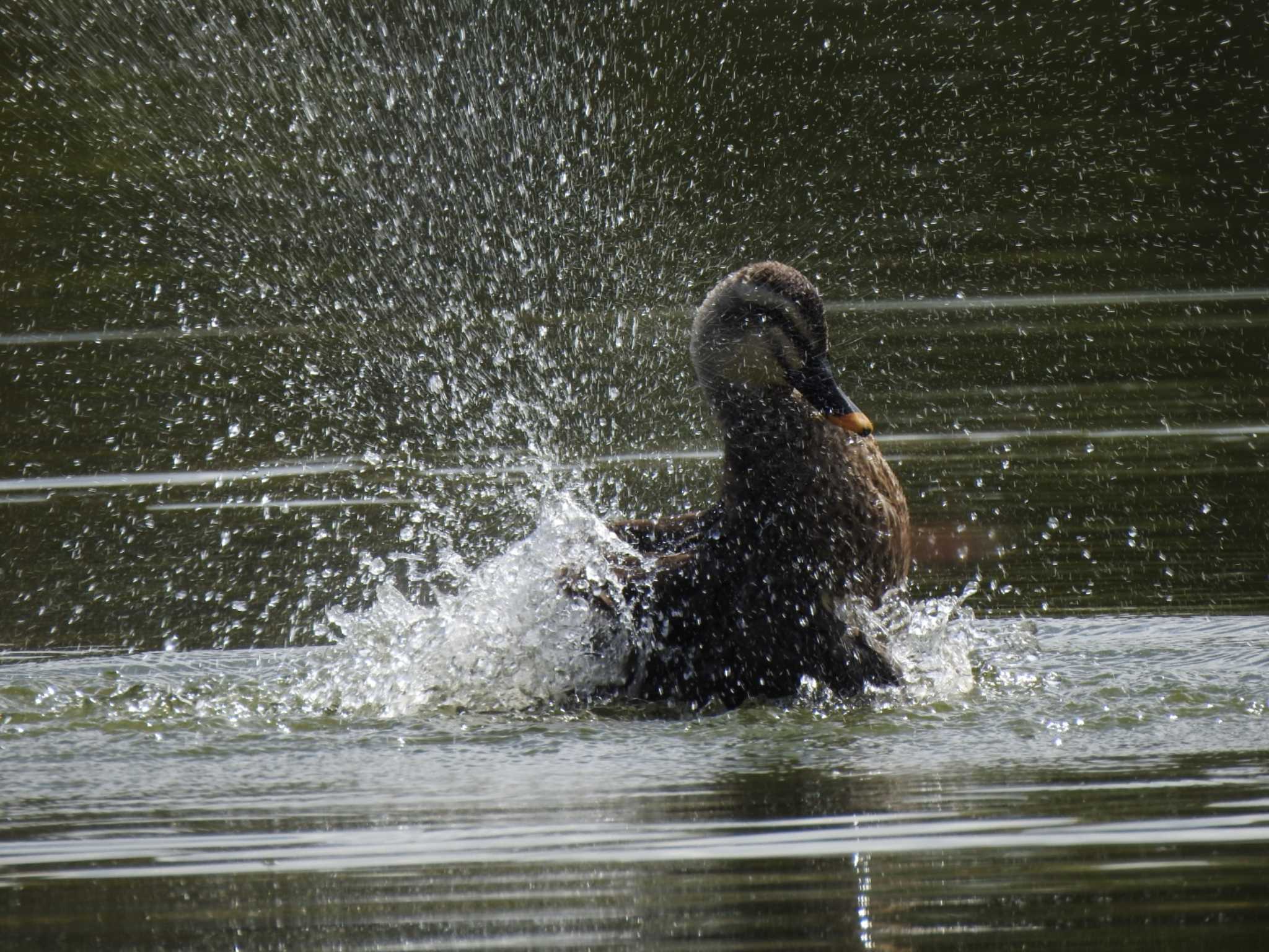 Photo of Eastern Spot-billed Duck at 緑ヶ丘公園(帯広市) by ノビタキ王国の住民 