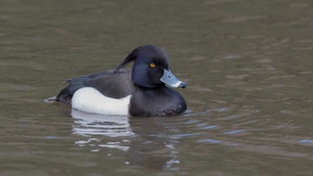 キンクロハジロ 横浜大池公園 2020年3月15日(日)