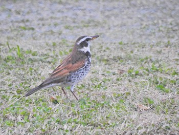 ツグミ 場所が不明 2015年3月22日(日)