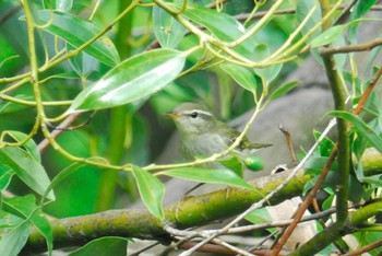 2020年10月7日(水) 馬見丘陵公園の野鳥観察記録