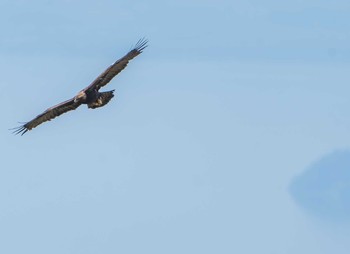 Golden Eagle 伊吹山 Tue, 5/12/2020