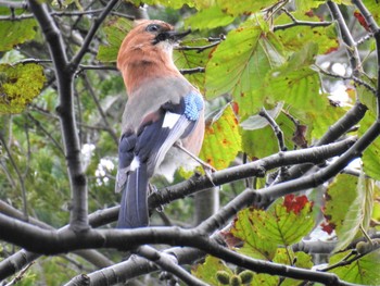 Eurasian Jay(brandtii) Shiretoko Goko Lakes Mon, 9/28/2020