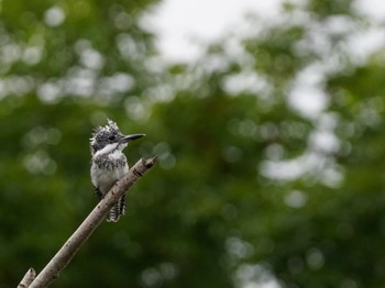 Crested Kingfisher 北海道浦幌町 Sun, 9/13/2020