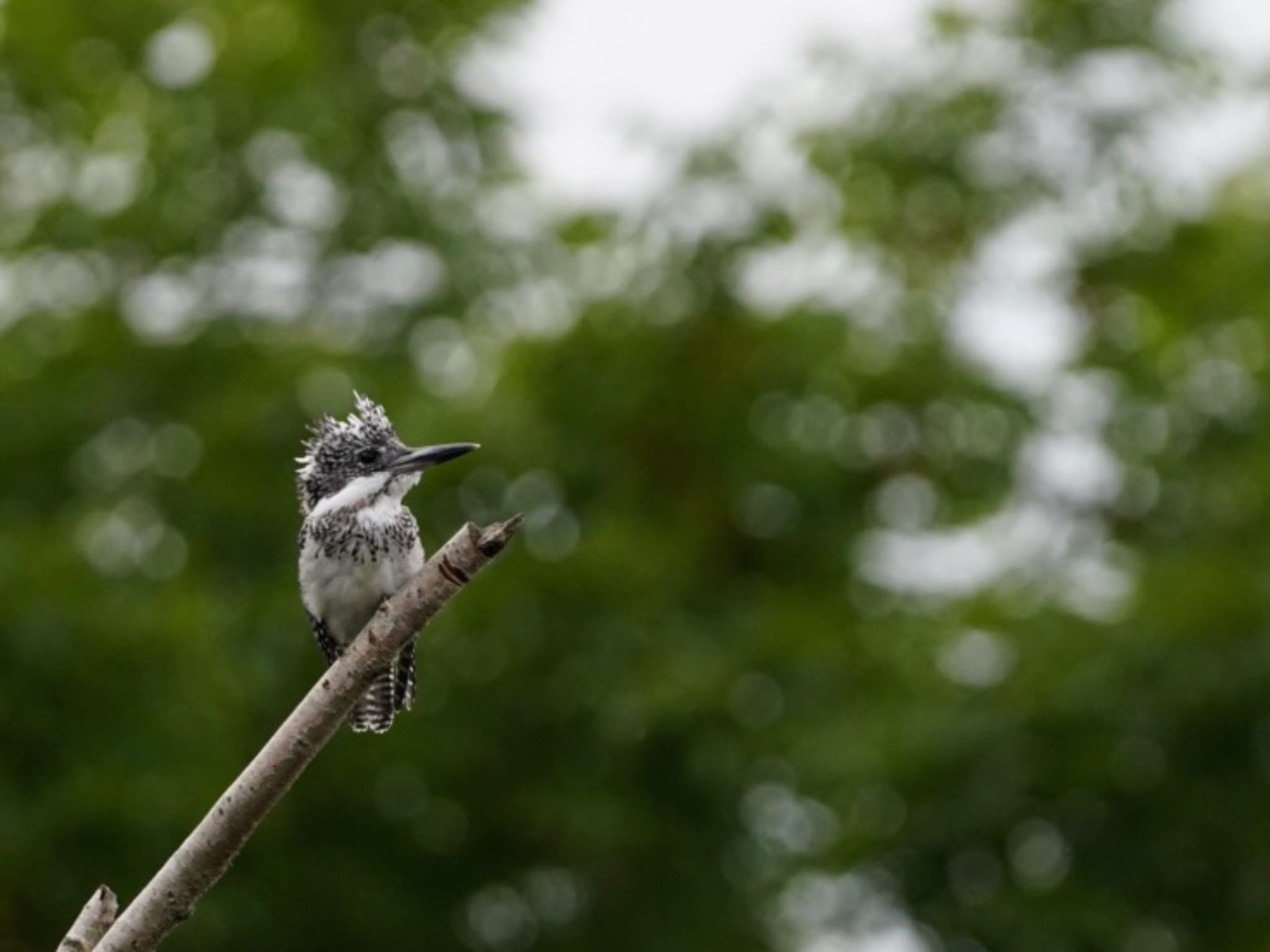 Photo of Crested Kingfisher at 北海道浦幌町 by North Village