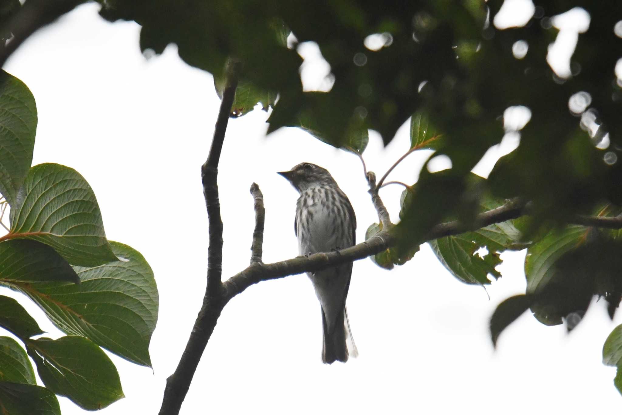 Grey-streaked Flycatcher