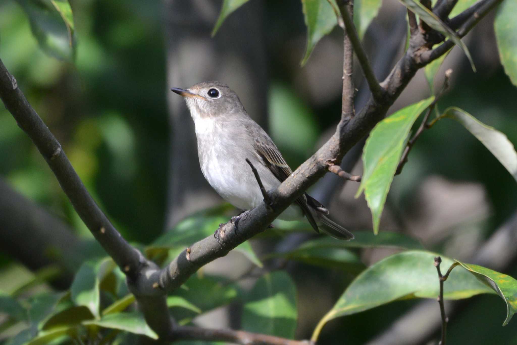 Photo of Asian Brown Flycatcher at 加木屋緑地 by ポッちゃんのパパ