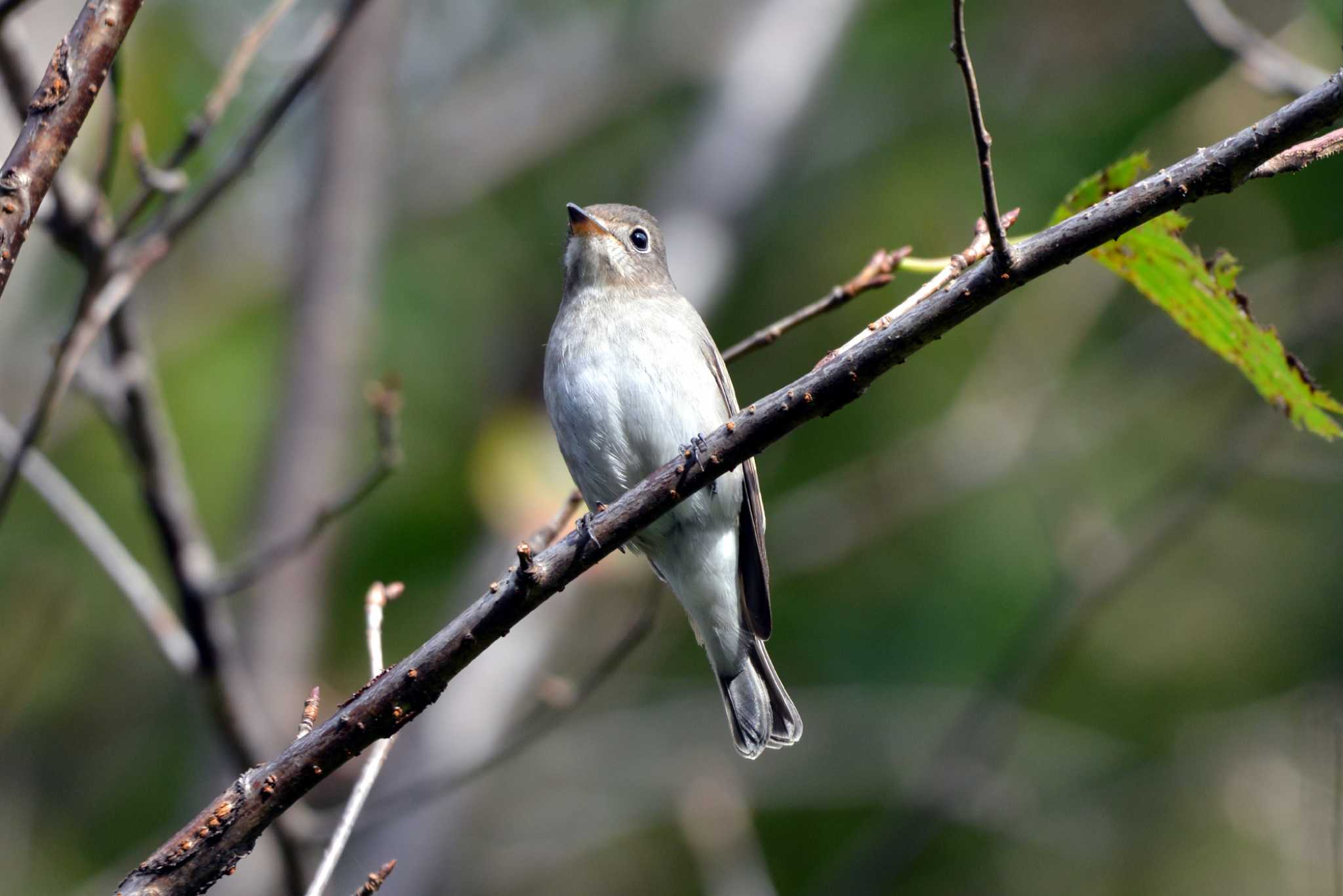 Asian Brown Flycatcher