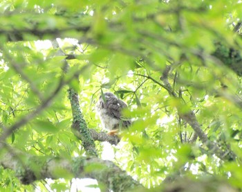 Northern Boobook 大阪府能勢町 Sun, 7/17/2016