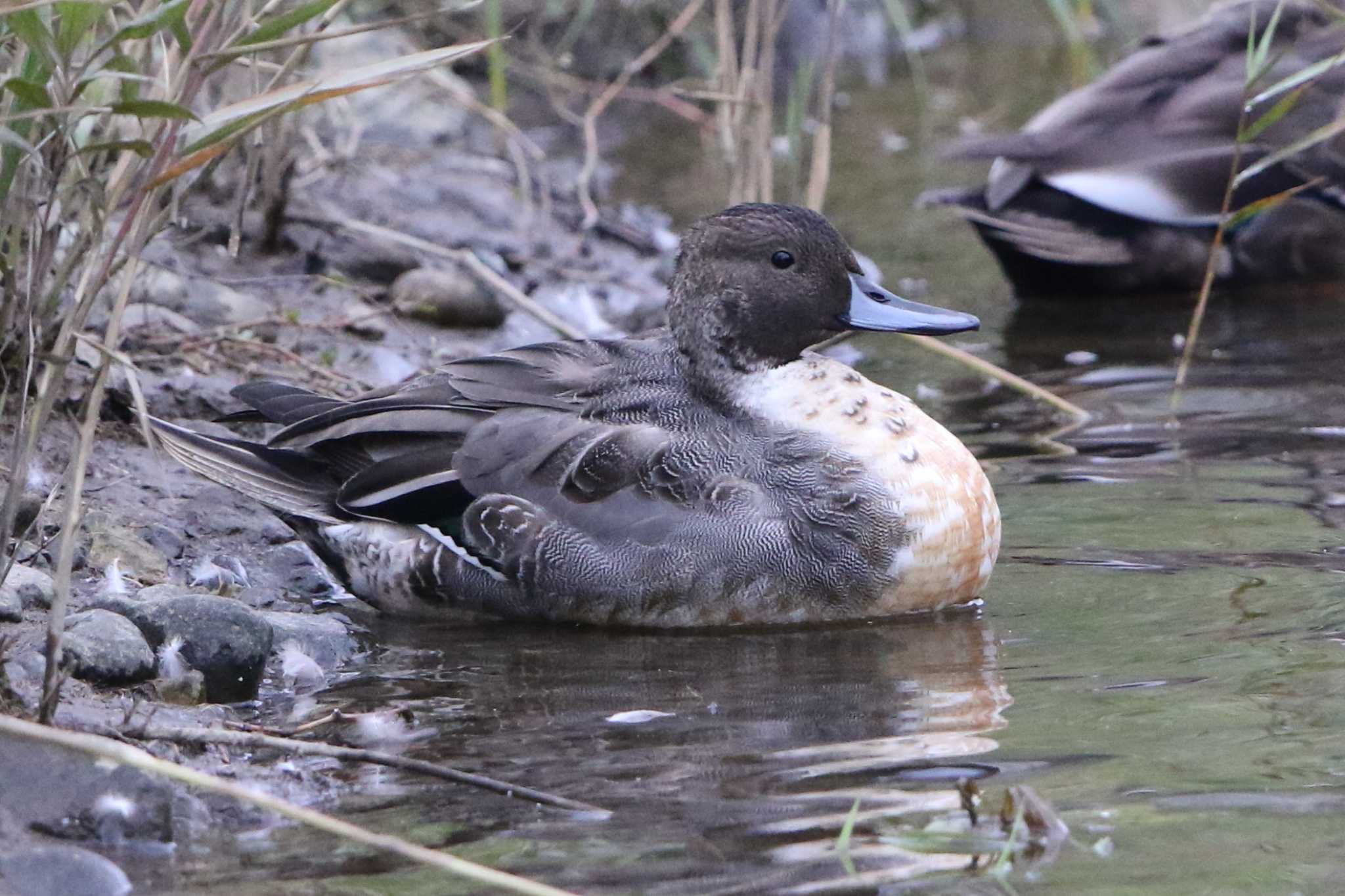 Northern Pintail