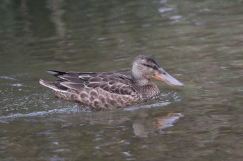 Sat, 10/10/2020 Birding report at 北海道　函館市　松倉川