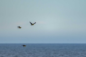 White-bellied Green Pigeon Terugasaki Beach Mon, 8/10/2020