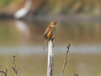 2020年10月3日(土) 芝川第一調節池(芝川貯水池)の野鳥観察記録