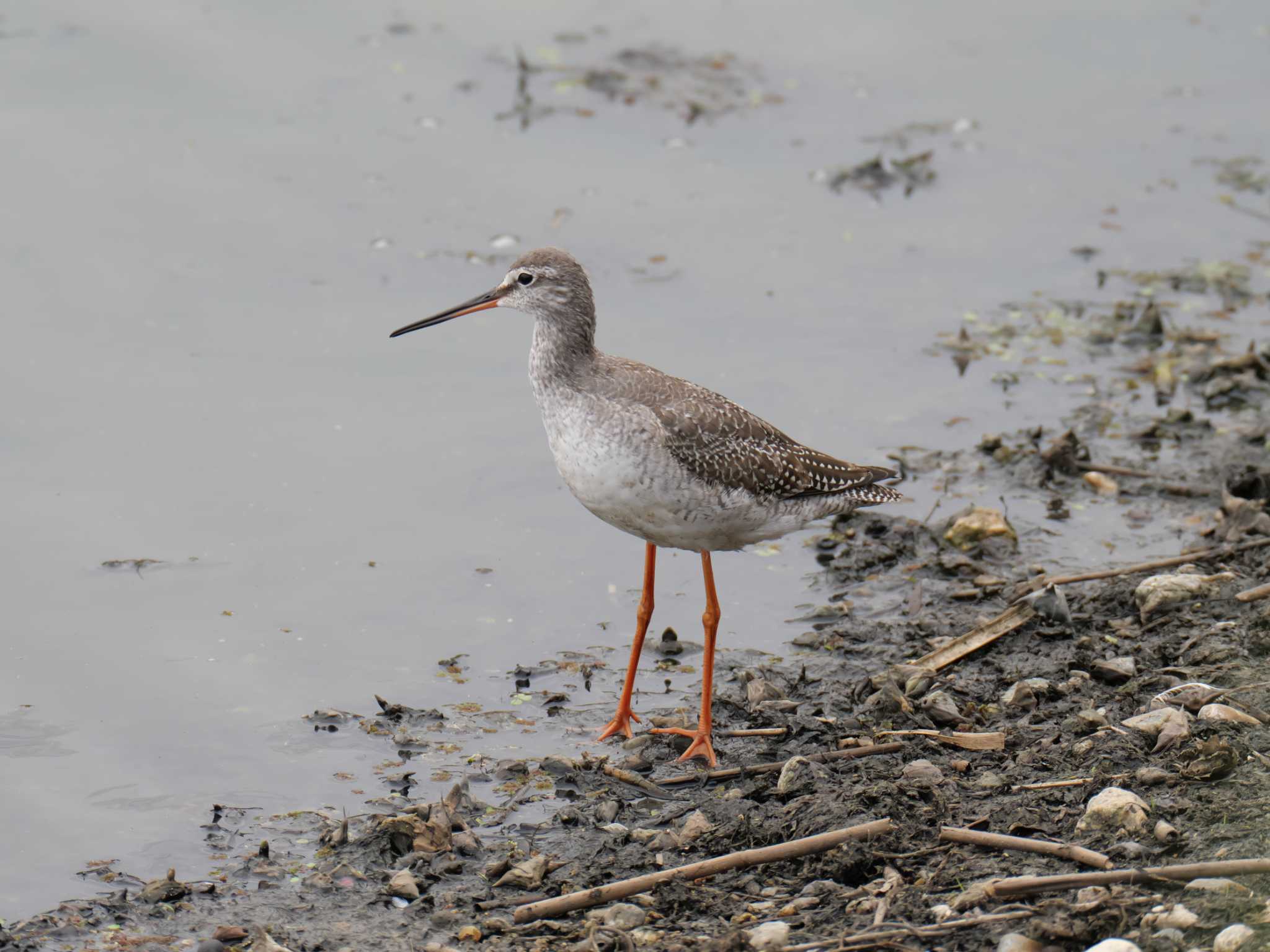 Photo of Spotted Redshank at 兵庫県明石市江井ヶ島 by 禽好き