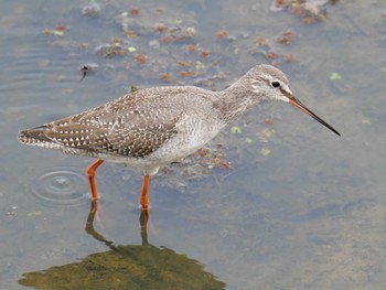 2020年10月10日(土) 兵庫県明石市江井ヶ島の野鳥観察記録